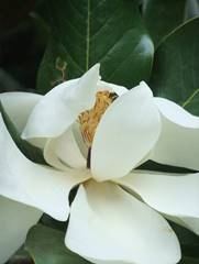 A magnolia flower at the entrance to the gardens at the top of Limeuil France