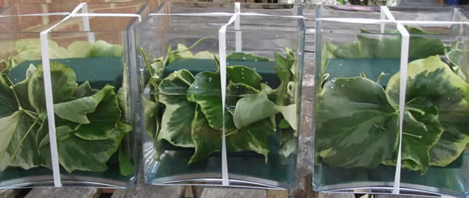 Three cube vases with oasis and ivy leaves ready for floral arrangement
