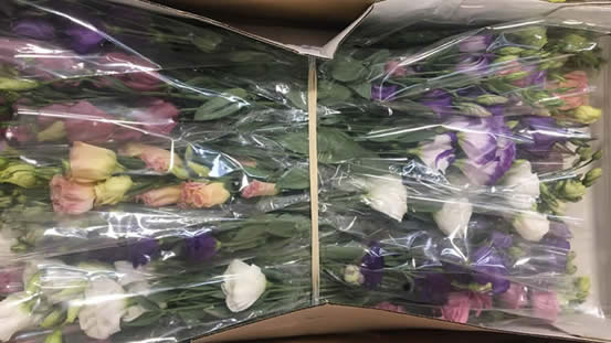 A box of lisianthus stems wrapped in cellophane May 2017