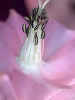 Aquilegia flower pollinated BoNImages