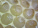 Bee Wax cells one containing an egg and others containing small larva
