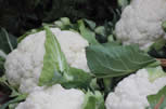 Fresh Fruit and Veg   Cauliflower BoNImage2013