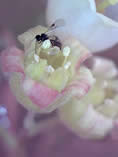 Blackcurrent flower with a thread waisted wasp looking for nectar