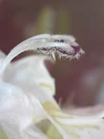 Dead Nettle filament and anthers