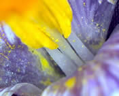 Micro Images Crocus flower with pollen sprinkle. Copy right Bo Nightingale March 2013
