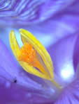 Micro Image Crocus flower taken with the vicars permission from All Saints Church Odiham. Copy right Bo Nightingale March 2013