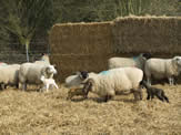 Newlyn's Farm Lambing March 2011 Ewe and first white lamb 