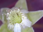 Raspberry flower with pistils BoNImages