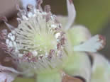 Raspberry flower half pollinated BoNImages