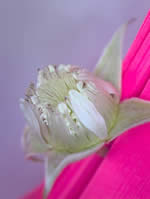 Raspberry flower showing residual white petals BoNImages
