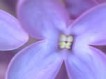 Lilac with two anthers releasing pollen