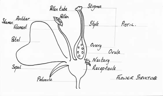 Image showing the parts of a flower including petal, stamen anther filament stigma style overy pistil nectory where nectar is produced