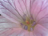 Native Geranium - Cranes Bill - with stunning striped anther BoNImages