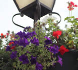 Petunias and lamp posts BoNImage2013